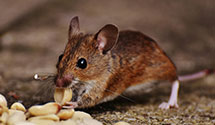 24 Hour & Emergency Exterminators in Hardy, KY